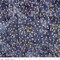 Fabric Riley Blake Dusty Periwinkle Ombre Expressions Batiks by the Quarter Yard BT23028-177